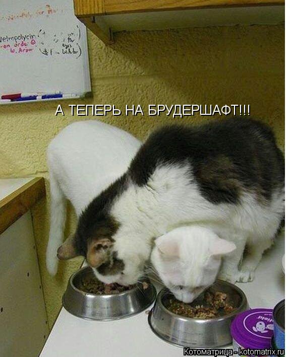 Котоматрица: А ТЕПЕРЬ НА БРУДЕРШАФТ!!!