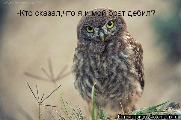 Котоматрица: -Кто сказал,что я и мой брат дебил?