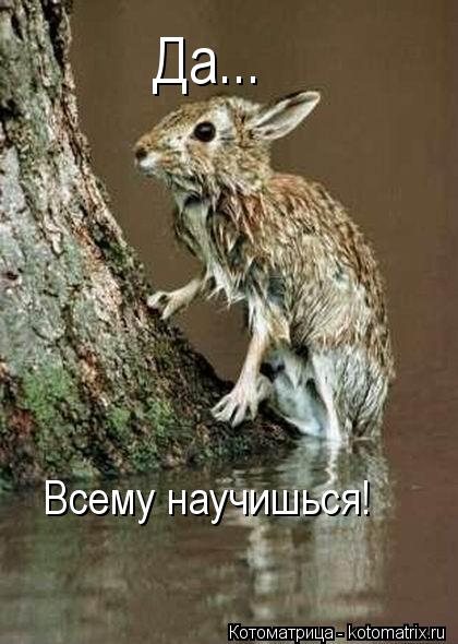 Да... Всему научишься!... Котоматрица: Да... Всему научишься!