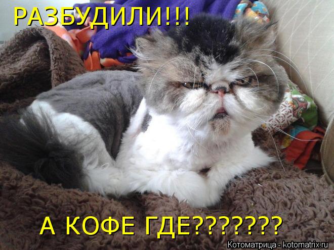Котоматрица: РАЗБУДИЛИ!!! А КОФЕ ГДЕ???????