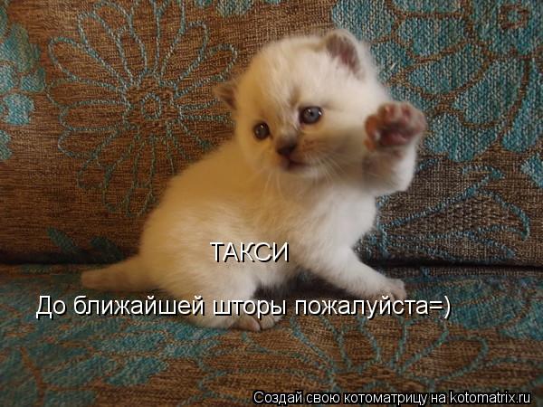 Котоматрица: ТАКСИ До ближайшей шторы пожалуйста=)