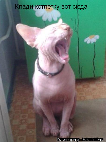 Котоматрица: Клади котлетку вот сюда