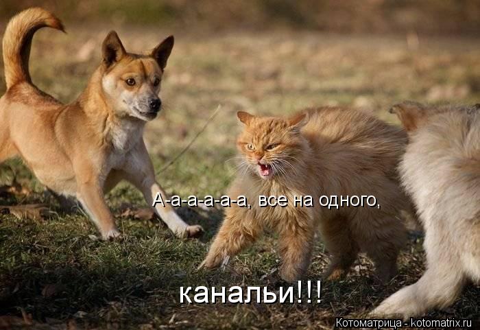 А-а-а-а-а-а, все на одного, канальи!!!... Котоматрица: А-а-а-а-а-а, все на одного, канальи!!!