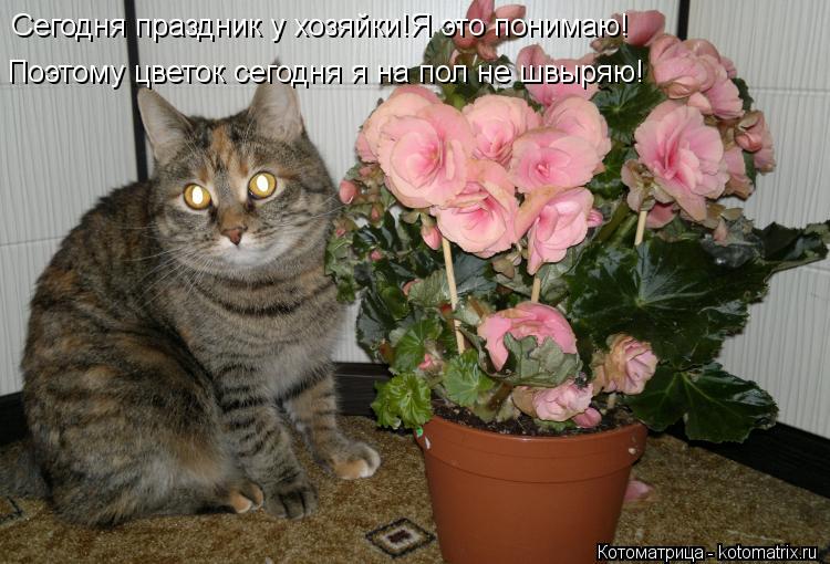 Котоматрица: Поэтому цветок сегодня я на пол не швыряю! Сегодня праздник у хозяйки!Я это понимаю!