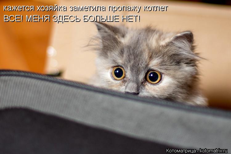 Котоматрица: кажется хозяйка заметила пропажу котлет ВСЕ! МЕНЯ ЗДЕСЬ БОЛЬШЕ НЕТ!