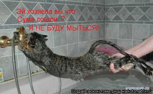 Котоматрица: Эй хозяева вы что сума сошли Сума сошли ? Я НЕ БУДУ МЫТЬСЯ!