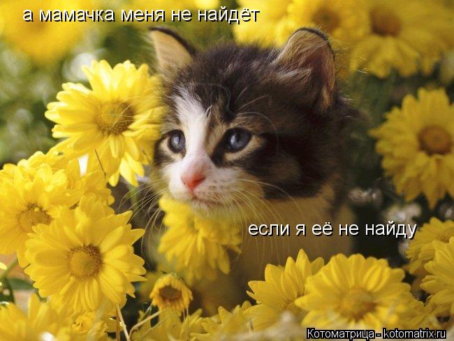 Котоматрица: а мамачка меня не найдёт если я её не найду
