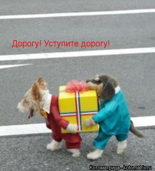 Котоматрица: Дорогу! Уступите дорогу!