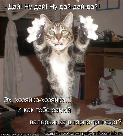 - Дай! Ну дай! Ну дай-дай-дай! Эх, хозяйка-хозяйка... валерьянка в горло-то лезет? И как тебе самой... Котоматрица: - Дай! Ну дай! Ну дай-дай-дай! Эх, хозяйка-хозяйка... валерьянка в горло-то лезет? И как тебе самой