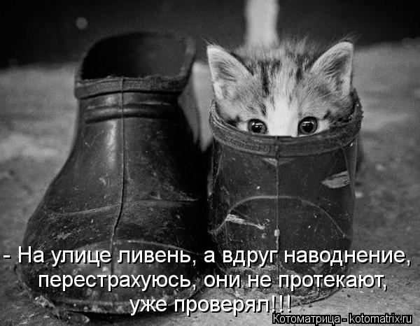 Котоматрица: - На улице ливень, а вдруг наводнение, перестрахуюсь, они не протекают, уже проверял!!!