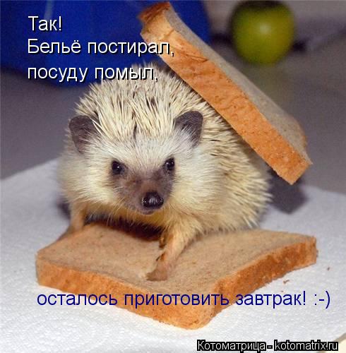 Котоматрица: Так! Бельё постирал, посуду помыл, осталось приготовить завтрак! :-)