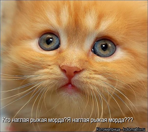 Котоматрица: Кто наглая рыжая морда?Я наглая рыжая морда???