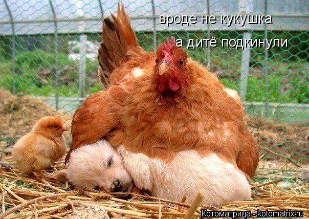 Котоматрица: вроде не кукушка  а дитё подкинули