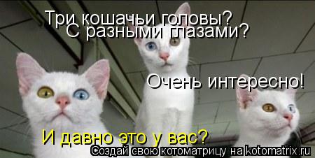 Котоматрица: Три кошачьи головы?  С разными глазами?  Очень интересно! И давно это у вас?