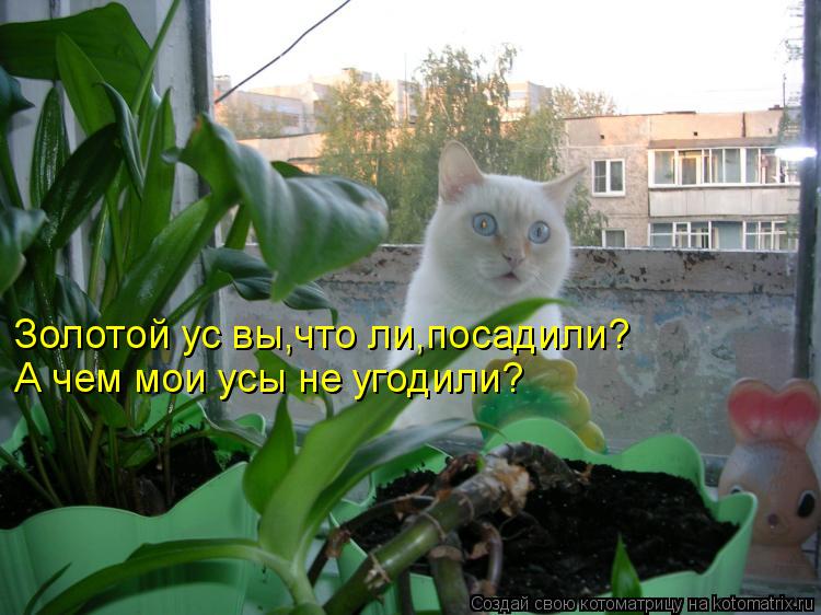 Котоматрица: Золотой ус вы,что ли,посадили? А чем мои усы не угодили?