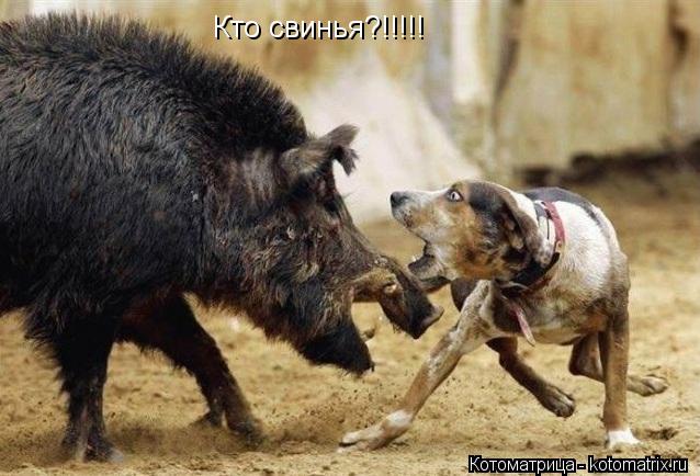 Кто свинья?!!!!!... Котоматрица: Кто свинья?!!!!!