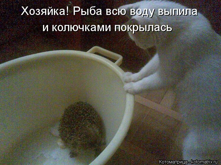Котоматрица: Хозяйка! Рыба всю воду выпила и колючками покрылась