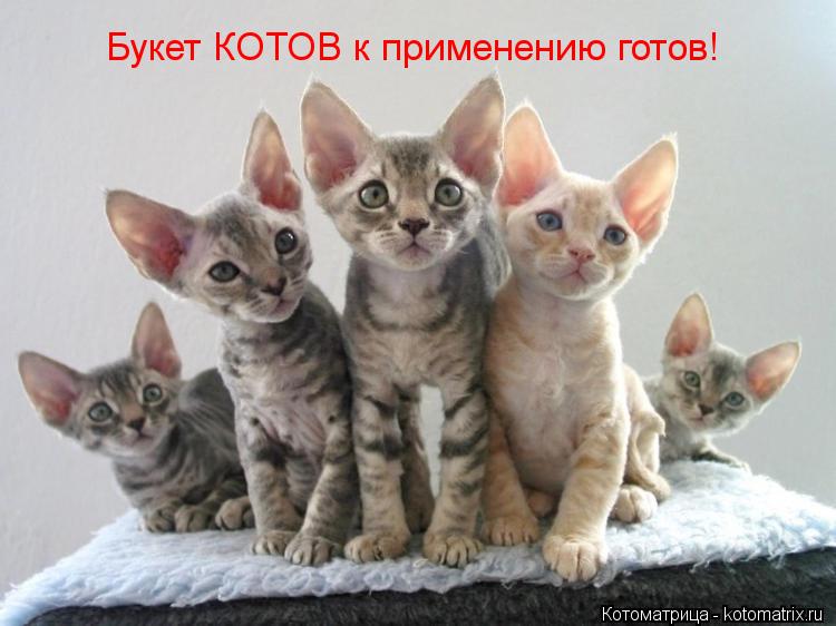 Котоматрица: Букет КОТОВ к применению готов!
