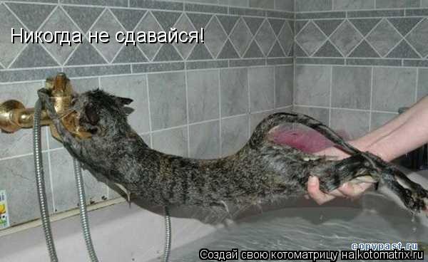 Никогда не сдавайся!... Котоматрица: Никогда не сдавайся!