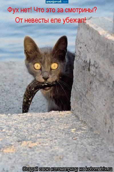 Котоматрица: Фух нет! Что это за смотрины? От невесты еле убежал!