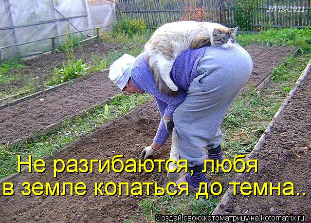 в земле копаться до темна.. Не разгибаются, любя... Котоматрица: в земле копаться до темна.. Не разгибаются, любя