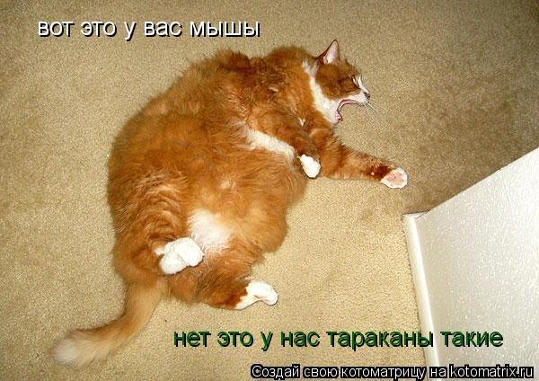 вот это у вас мышы нет это у нас тараканы такие... Котоматрица: вот это у вас мышы нет это у нас тараканы такие