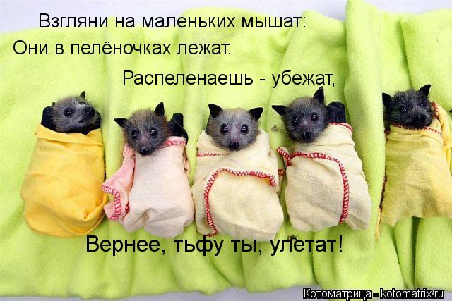 Котоматрица: Взгляни на маленьких мышат: Они в пелёночках лежат. Распеленаешь - убежат, Вернее, тьфу ты, улетат!