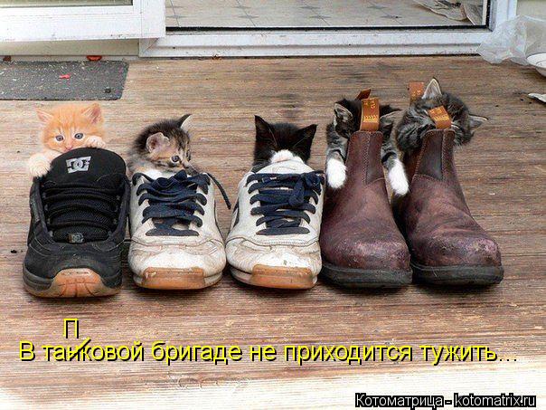 Котоматрица: В танковой бригаде не приходится тужить... __ П