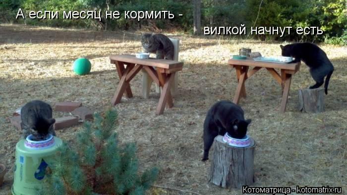 А если месяц не кормить - вилкой начнут есть... Котоматрица: А если месяц не кормить - вилкой начнут есть