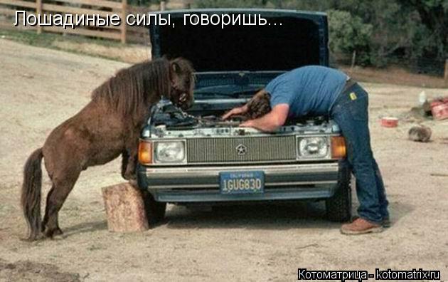 Котоматрица: Лошадиные силы, говоришь...