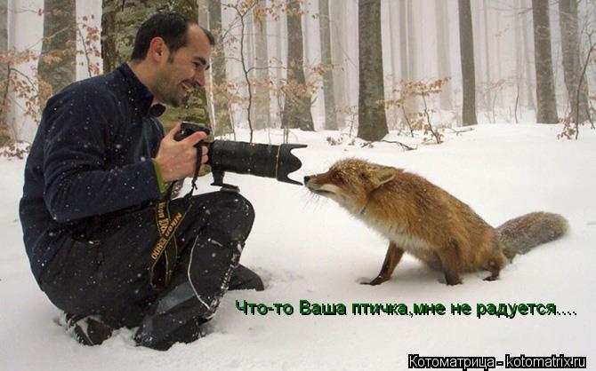 Что-то Ваша птичка,мне не радуется....... Котоматрица: Что-то Ваша птичка,мне не радуется....