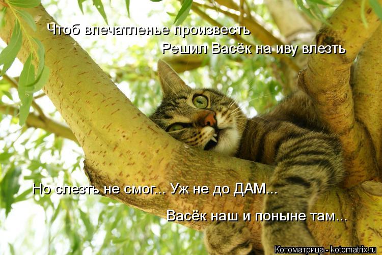 Котоматрица: Чтоб впечатленье произвесть Решил Васёк на иву влезть Но слезть не смог... Уж не до ДАМ... Васёк наш и поныне там...