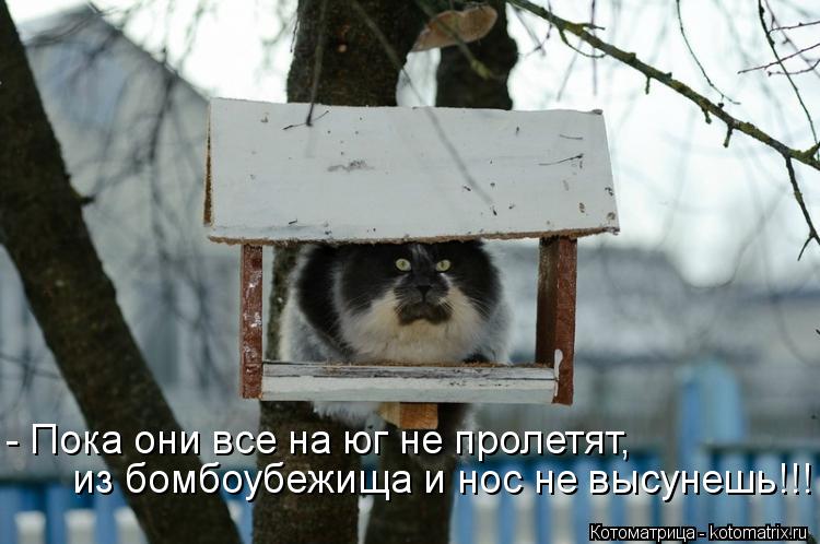 - Пока они все на юг не пролетят, из бомбоубежища и нос не высунешь!!!... Котоматрица: - Пока они все на юг не пролетят, из бомбоубежища и нос не высунешь!!!