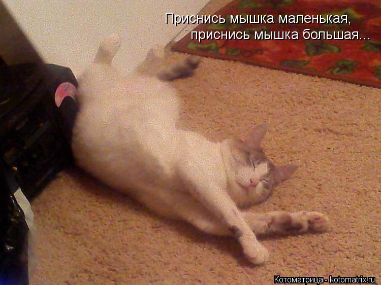 Котоматрица: Приснись мышка маленькая, приснись мышка большая...