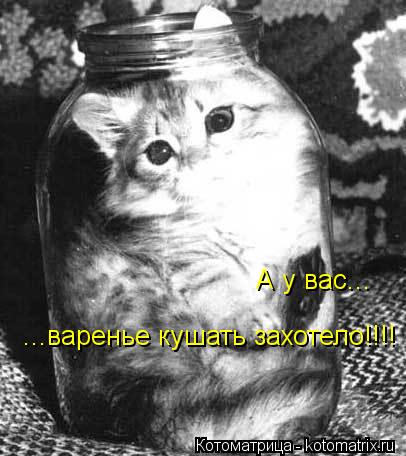 ...варенье кушать захотело!!!! А у вас...... Котоматрица: ...варенье кушать захотело!!!! А у вас...