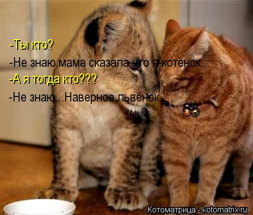 Котоматрица: -Ты кто? -Не знаю,мама сказала,что я-котёнок... -А я тогда кто??? -Не знаю...Наверное,львёнок...