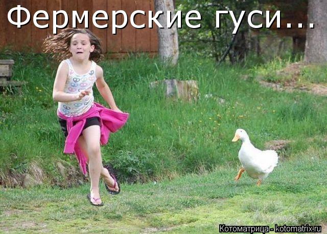 Котоматрица: Фермерские гуси...