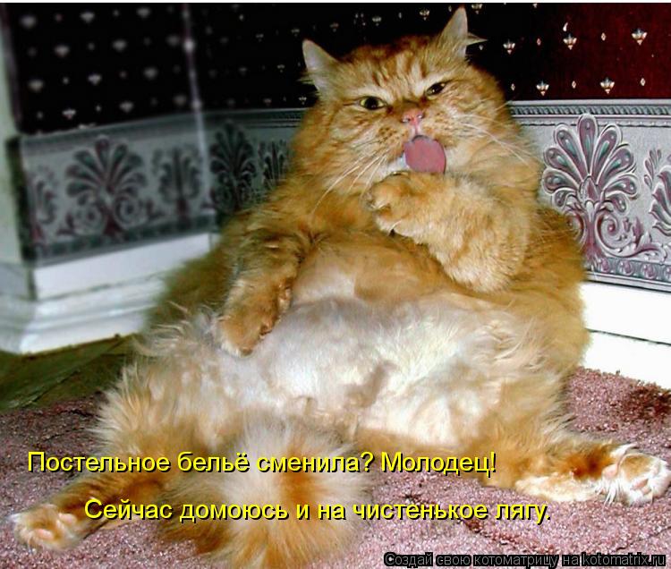 Котоматрица: Постельное бельё сменила? Молодец! Сейчас домоюсь и на чистенькое лягу.