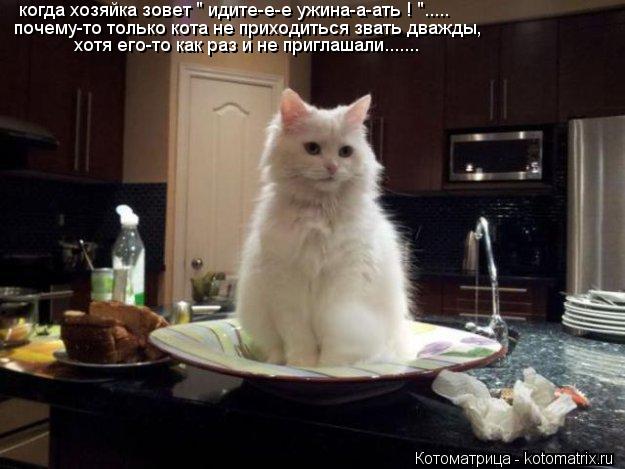 Котоматрица: когда хозяйка зовет " идите-е-е ужина-а-ать ! "..... почему-то только кота не приходиться звать дважды, хотя его-то как раз и не приглашали.......