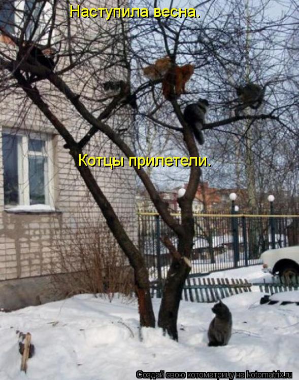 Котоматрица: Наступила весна. Котцы прилетели.