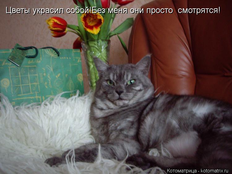 Котоматрица: Цветы украсил собой!Без меня они просто  смотрятся!