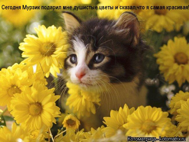 Котоматрица: Сегодня Мурзик подарил мне душистые цветы и сказал,что я самая красивая!!!