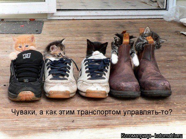 Котоматрица: Чуваки, а как этим транспортом управлять-то?