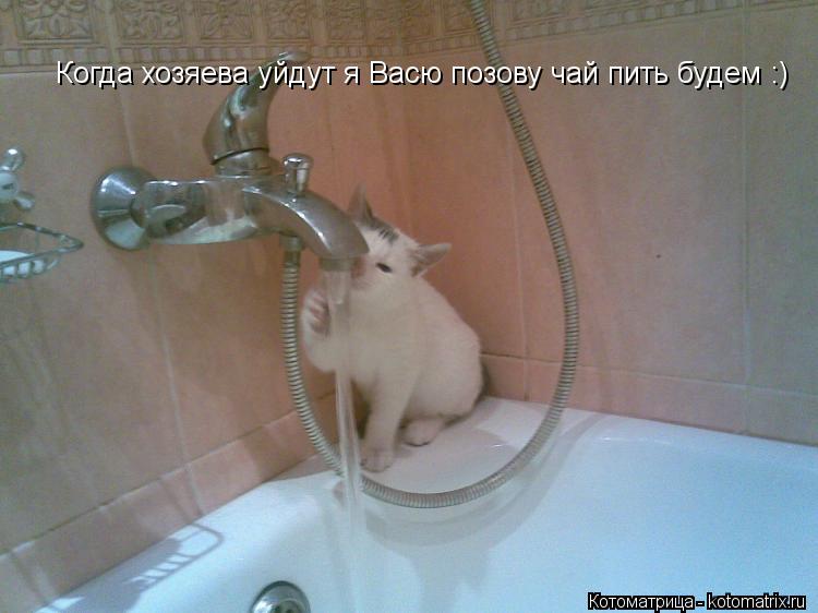 Котоматрица: Когда хозяева уйдут я Васю позову чай пить будем :)