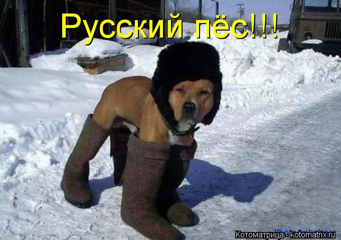 Котоматрица: Русский пёс!!!