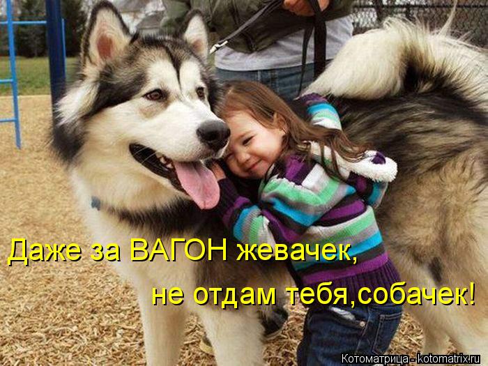 Котоматрица: Даже за ВАГОН жевачек, не отдам тебя,собачек!