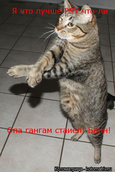 Котоматрица: Я что лучше PSY что-ли Опа гангам стаиел! Блин!