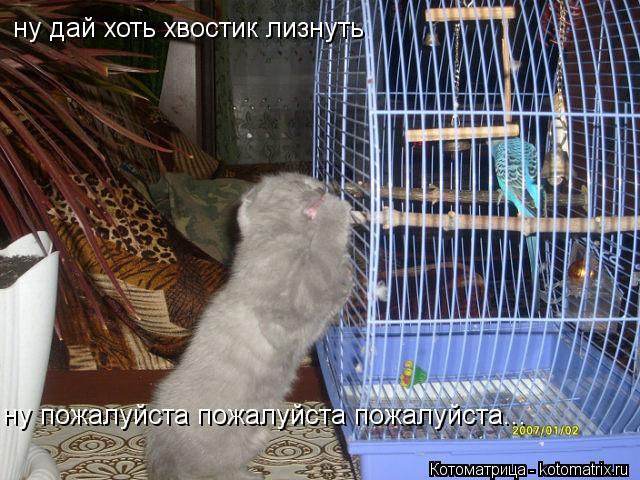 ну дай хоть хвостик лизнуть ну пожалуйста пожалуйста пожалуйста...... Котоматрица: ну дай хоть хвостик лизнуть ну пожалуйста пожалуйста пожалуйста...