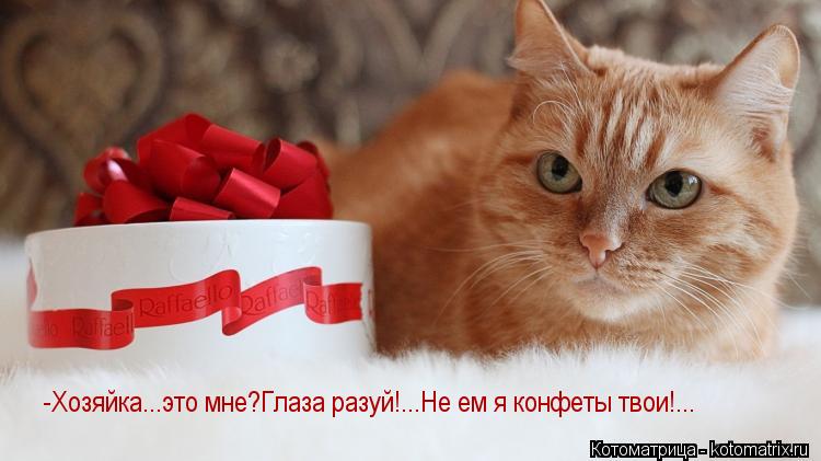Котоматрица: -Хозяйка...это мне?Глаза разуй!...Не ем я конфеты твои!...