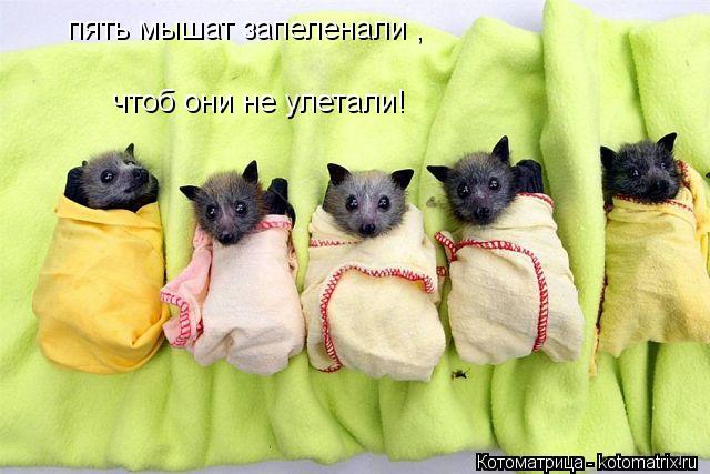Котоматрица: пять мышат запеленали , чтоб они не улетали!